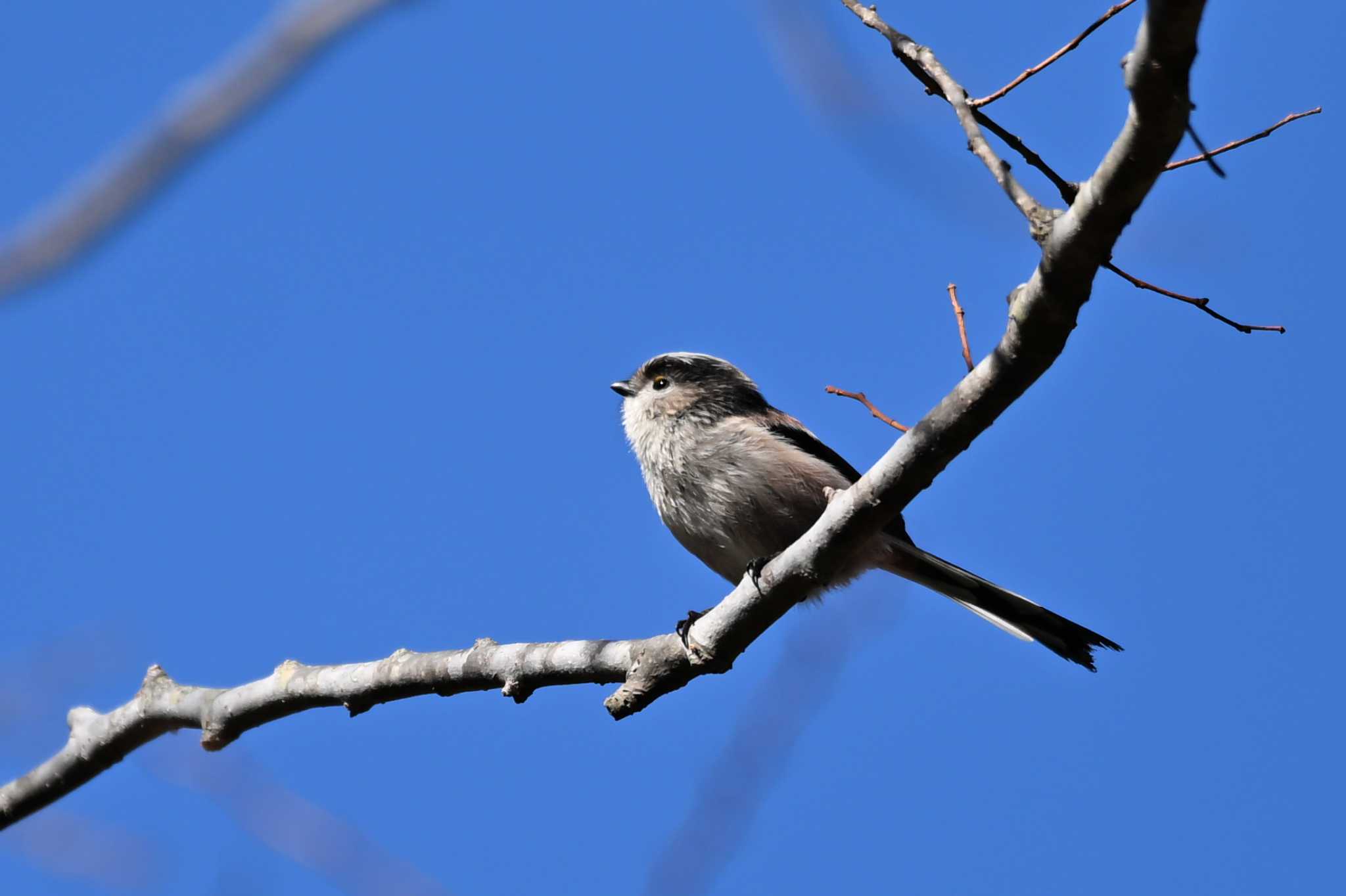 館山野鳥の森 エナガの写真 by Yokai