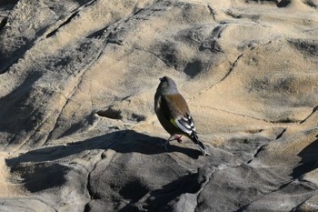 オオカワラヒワ 野島崎灯台 2023年12月29日(金)