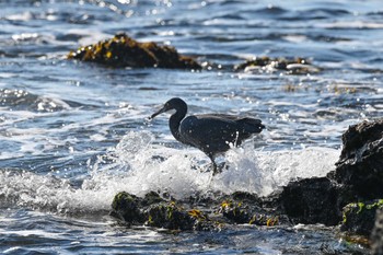 クロサギ 野島崎灯台 2023年12月29日(金)