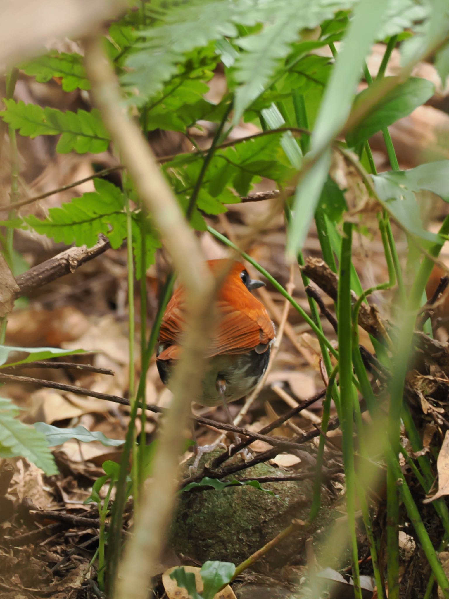 奄美自然観察の森 アカヒゲの写真 by daffy@お散歩探鳥＆遠征探鳥♪