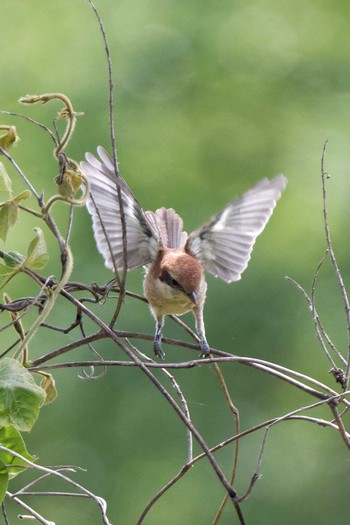 Bull-headed Shrike 岐阜市伊自良川 Sun, 5/7/2017