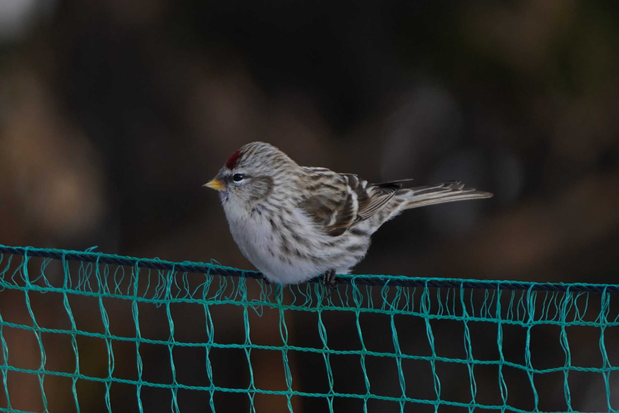 Photo of Common Redpoll at  by ace