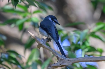 リュウキュウサンショウクイ 座間谷戸山公園 2023年12月29日(金)