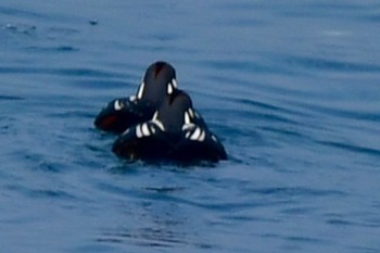 Harlequin Duck 海の中道海浜公園 Fri, 12/29/2023