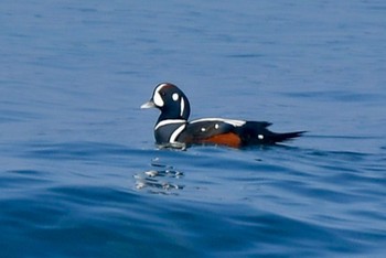 Harlequin Duck 海の中道海浜公園 Fri, 12/29/2023