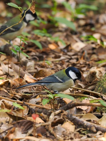 Japanese Tit(amamiensis) Amami Nature Observation Forest Fri, 12/29/2023