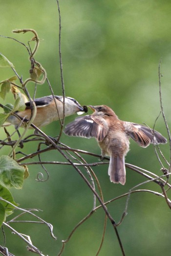 Bull-headed Shrike 岐阜市伊自良川 Sun, 5/7/2017