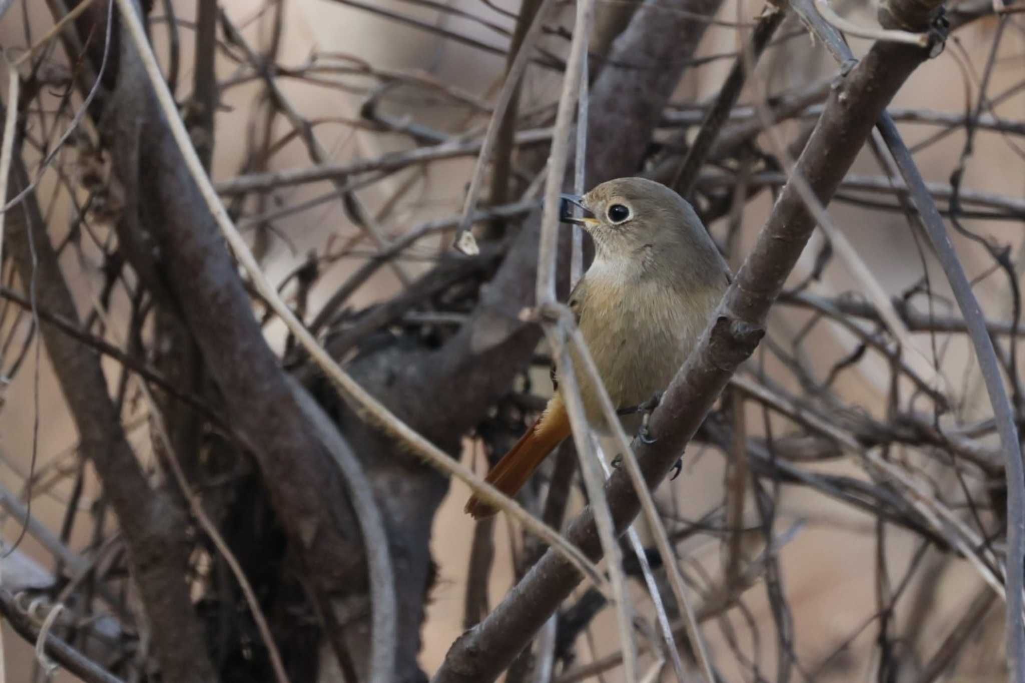 Daurian Redstart