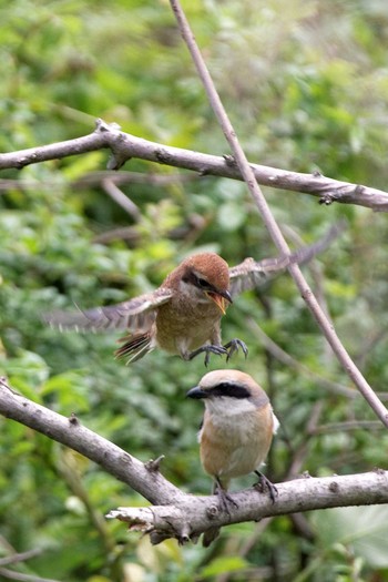 Bull-headed Shrike 岐阜市伊自良川 Sun, 5/7/2017