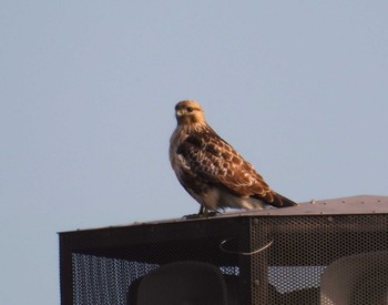 Rough-legged Buzzard 渡良瀬游水池 Wed, 12/27/2023