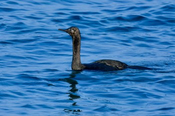 Pelagic Cormorant 志賀島 Fri, 12/29/2023