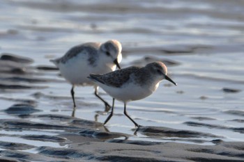 ヨーロッパトウネン ふなばし三番瀬海浜公園 2023年12月29日(金)