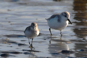 ヨーロッパトウネン ふなばし三番瀬海浜公園 2023年12月29日(金)