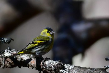 Eurasian Siskin Unknown Spots Sun, 12/24/2023