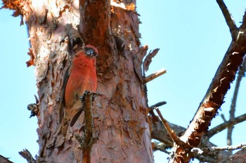 Red Crossbill Unknown Spots Sun, 12/24/2023