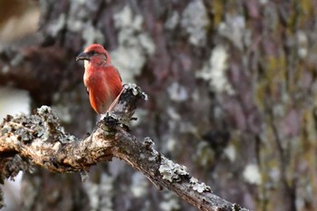 Red Crossbill Unknown Spots Sat, 12/23/2023