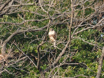 ノスリ 東京港野鳥公園 2023年12月28日(木)