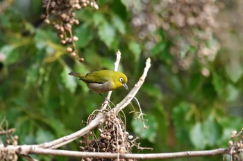 Warbling White-eye Tokyo Port Wild Bird Park Thu, 12/28/2023