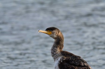 ウミウ 東京港野鳥公園 2023年12月28日(木)