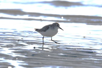 ヨーロッパトウネン ふなばし三番瀬海浜公園 2023年12月29日(金)