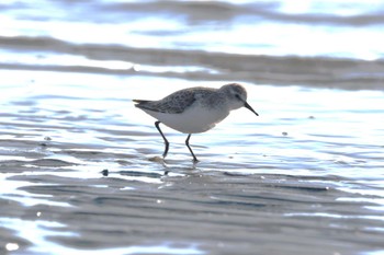 ヨーロッパトウネン ふなばし三番瀬海浜公園 2023年12月29日(金)