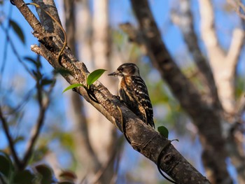 Japanese Pygmy Woodpecker(amamii) Amami Nature Observation Forest Fri, 12/29/2023