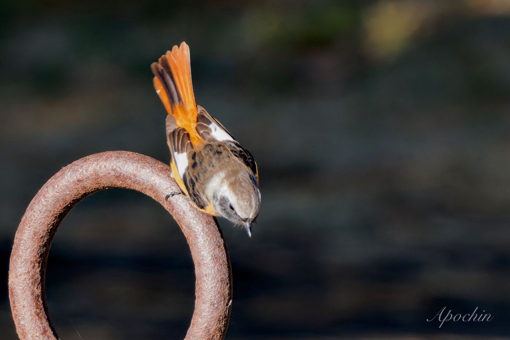 Daurian Redstart