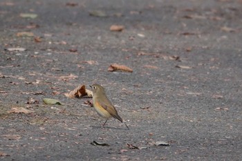 ルリビタキ 秋ヶ瀬公園 2023年12月30日(土)