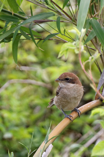 Bull-headed Shrike 岐阜市伊自良川 Sun, 5/7/2017