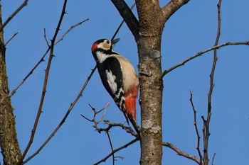 Great Spotted Woodpecker 海上の森 Fri, 12/29/2023