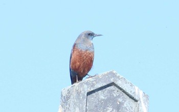 2023年12月29日(金) 平磯海岸の野鳥観察記録