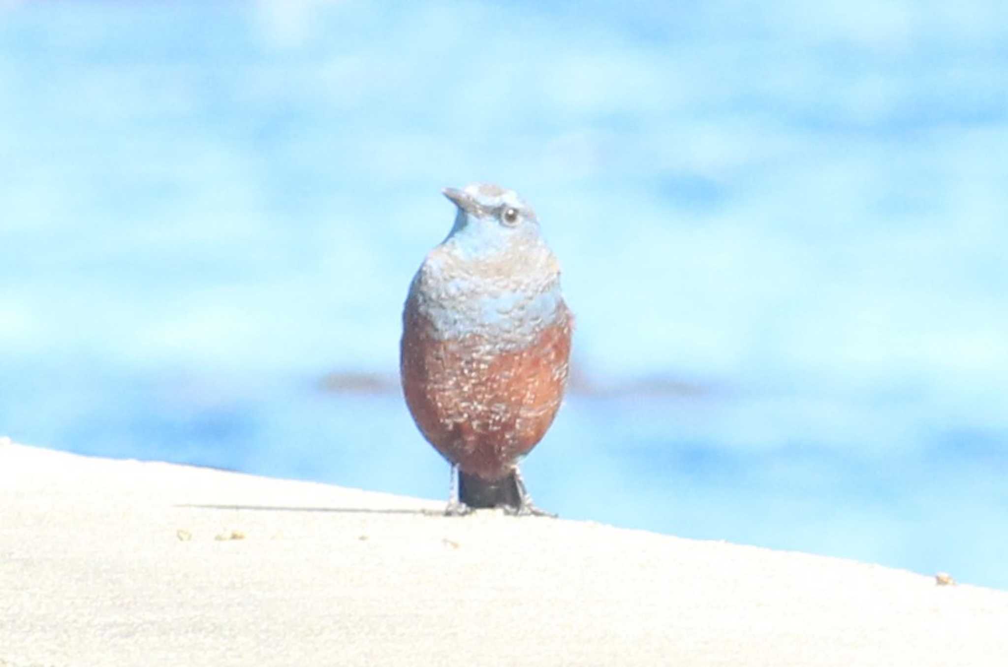 平磯海岸 イソヒヨドリの写真 by MATIKEN