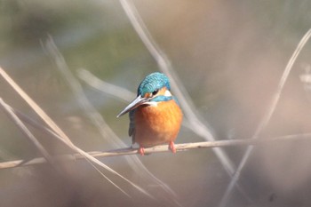 Common Kingfisher Unknown Spots Sat, 12/30/2023