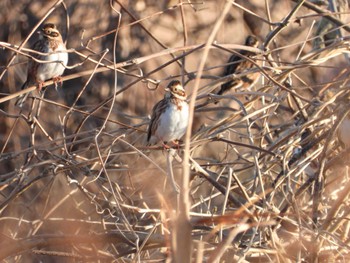 Rustic Bunting 坂東大橋 Thu, 12/21/2023