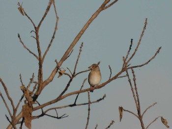 Hawfinch 坂東大橋 Thu, 12/21/2023