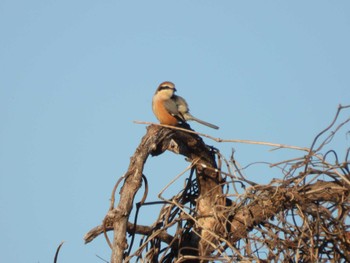 Bull-headed Shrike 坂東大橋 Thu, 12/21/2023