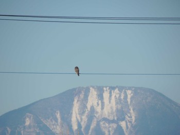 Eastern Buzzard 宇都宮市 Tue, 12/26/2023