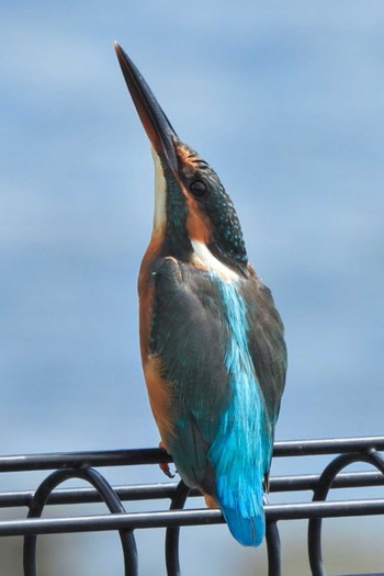 Common Kingfisher Tokyo Port Wild Bird Park Sun, 9/11/2022