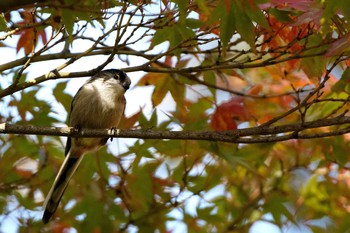 Long-tailed Tit 岐阜公園 Thu, 11/9/2017