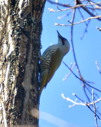 Japanese Green Woodpecker 各務野自然遺産の森 Sat, 12/30/2023