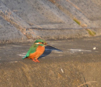 Common Kingfisher 大口町 Fri, 12/29/2023