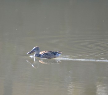 Northern Shoveler 美濃加茂市 Sat, 12/30/2023