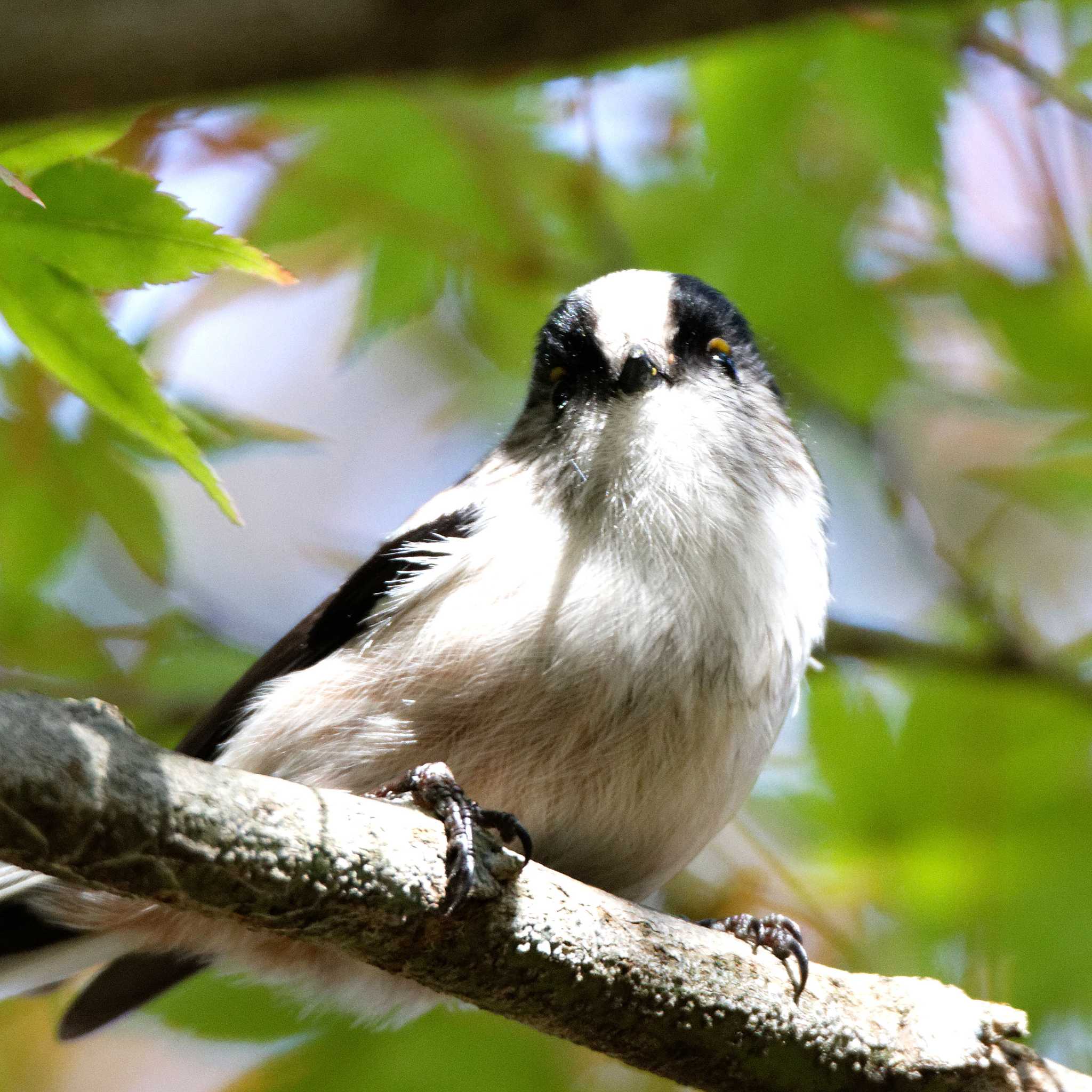 Photo of Long-tailed Tit at 岐阜公園 by herald