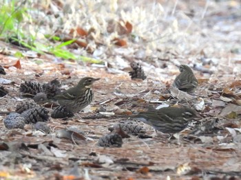 2023年12月29日(金) 秋ヶ瀬公園の野鳥観察記録