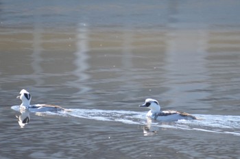 Smew 美濃加茂市 Sat, 12/30/2023