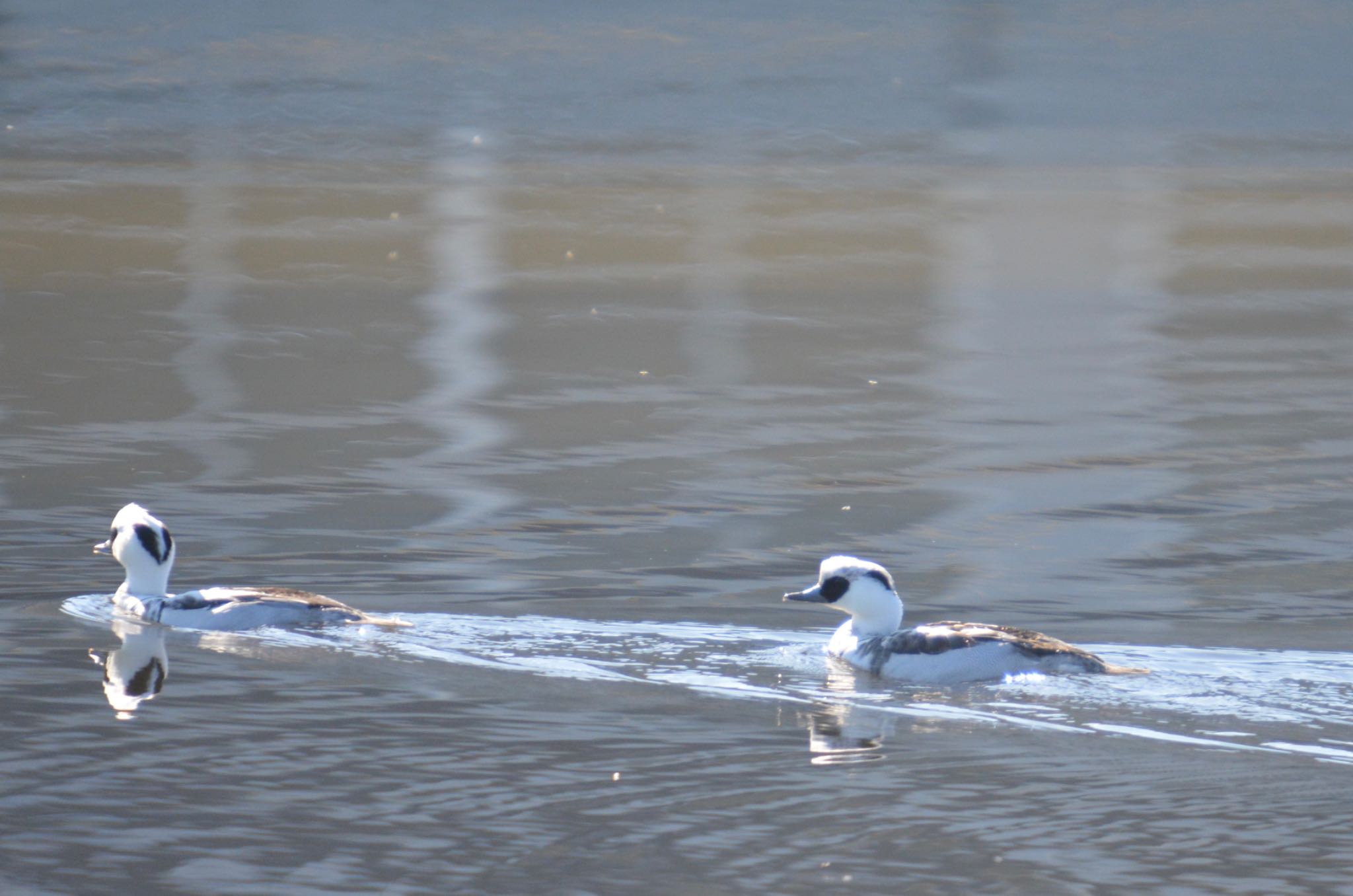 Photo of Smew at 美濃加茂市 by noel2023