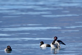 Tufted Duck 河口湖美術館 Sat, 12/30/2023