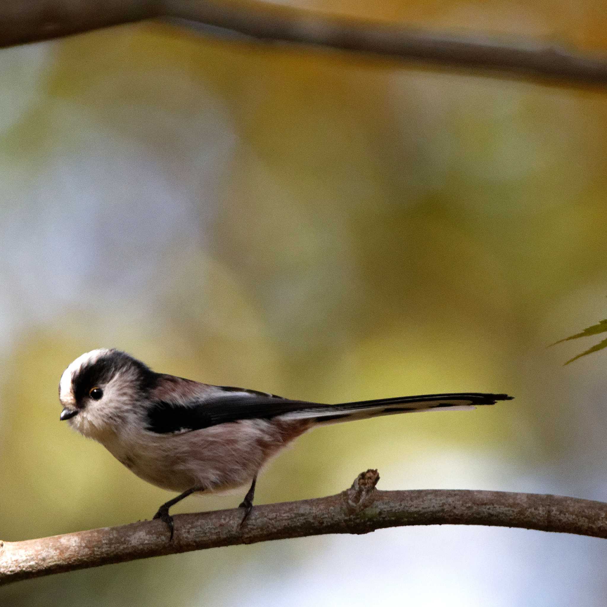 Long-tailed Tit