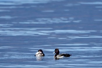 Tufted Duck 河口湖美術館 Sat, 12/30/2023