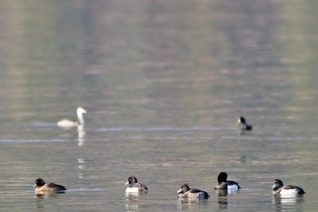 Tufted Duck 河口湖美術館 Sat, 12/30/2023